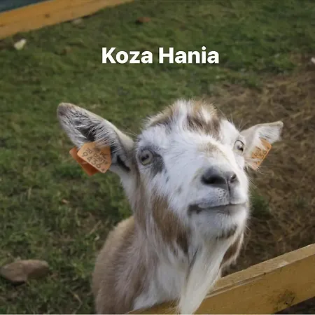 Agroturystyka Alpaka Konradow Appartement *