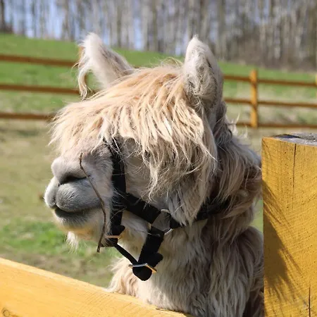 Appartement Agroturystyka Alpaka Konradow Konradow (Lower Silesia)