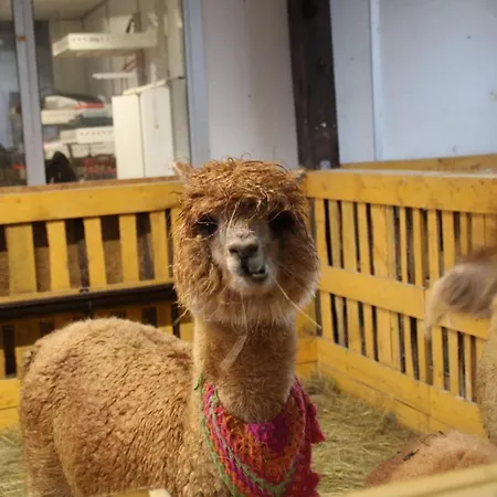 Agroturystyka Alpaka Konradow Konradow (Lower Silesia)