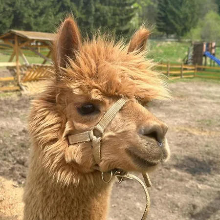 Appartement Agroturystyka Alpaka Konradow