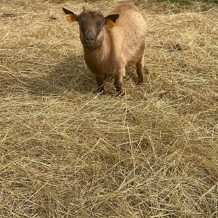 Appartement Agroturystyka Alpaka Konradow Konradow (Lower Silesia)