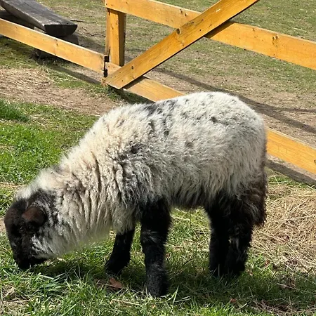 Agroturystyka Alpaka Konradow Konradow (Lower Silesia)