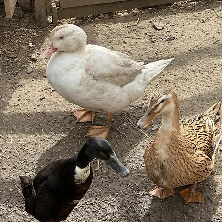 Appartement Agroturystyka Alpaka Konradow *