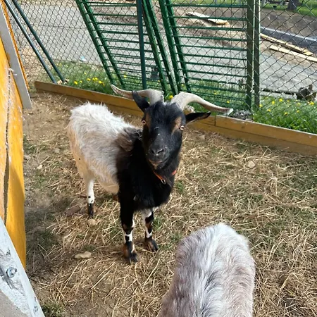 Appartement Agroturystyka Alpaka Konradow