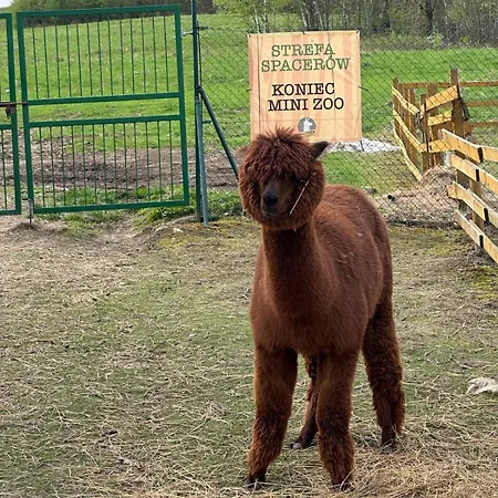 Agroturystyka Alpaka Konradow Konradow (Lower Silesia)