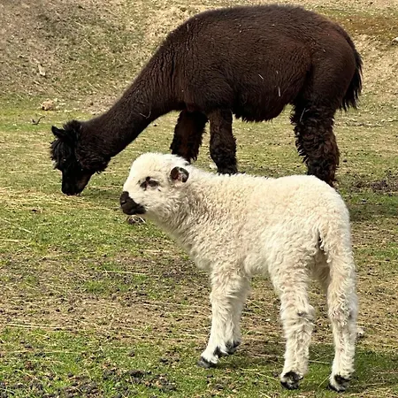 Appartement Agroturystyka Alpaka Konradow *