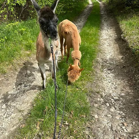 Appartement Agroturystyka Alpaka Konradow Konradow (Lower Silesia)