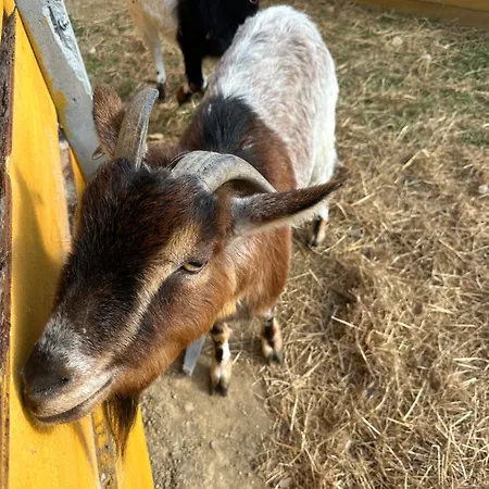 Agroturystyka Alpaka Konradow Konradow (Lower Silesia)