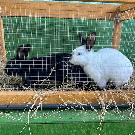 Appartement Agroturystyka Alpaka Konradow