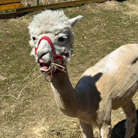 Agroturystyka Alpaka Konradow Konradow (Lower Silesia)