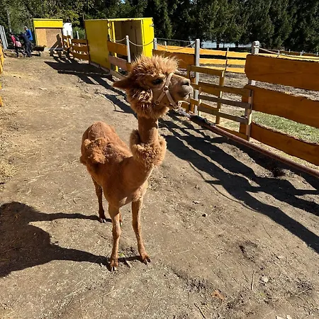 Agroturystyka Alpaka Konradow