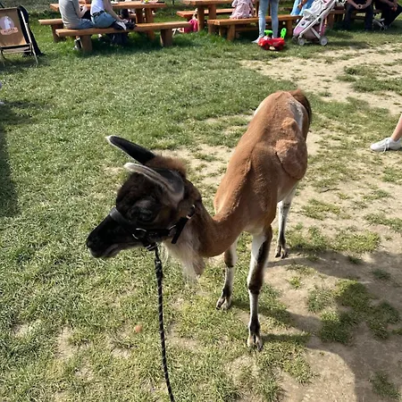 Agroturystyka Alpaka Konradow