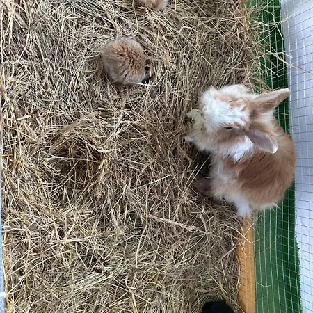 Agroturystyka Alpaka Konradow