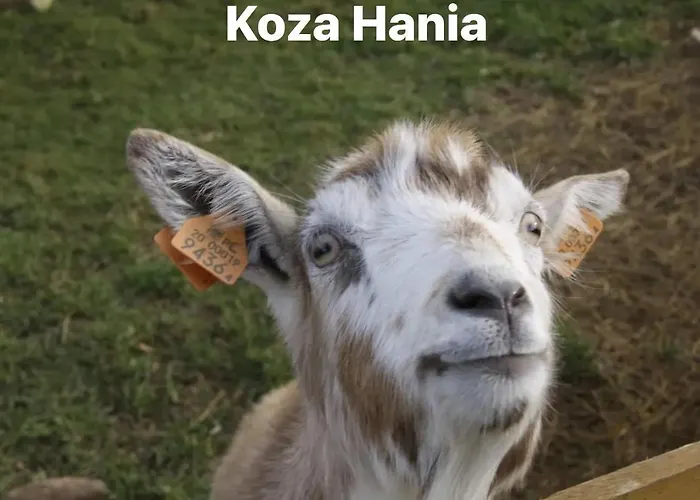 Agroturystyka Alpaka Konradow Apartmán *