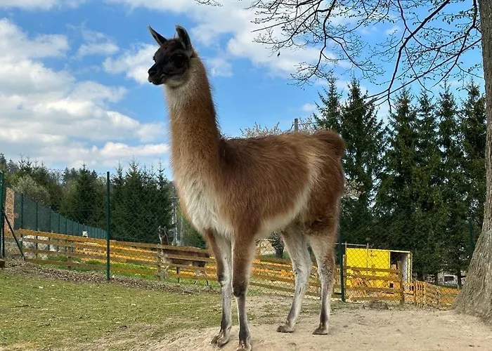 Agroturystyka Alpaka Konradow Konradow (Lower Silesia)