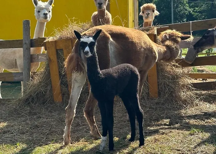 Agroturystyka Alpaka Konradow * Konradow (Lower Silesia)