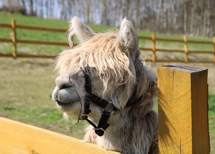 Apartmán Agroturystyka Alpaka Konradow Konradow (Lower Silesia)