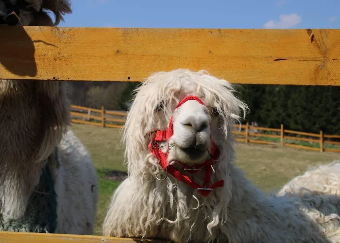 Apartmán Agroturystyka Alpaka Konradow Konradow (Lower Silesia)