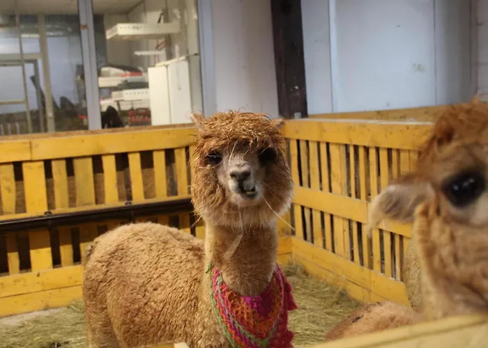 Agroturystyka Alpaka Konradow Konradow (Lower Silesia)