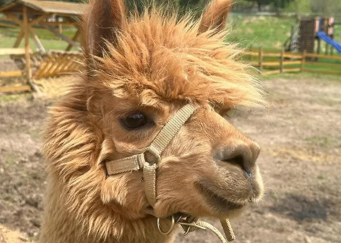 Apartmán Agroturystyka Alpaka Konradow