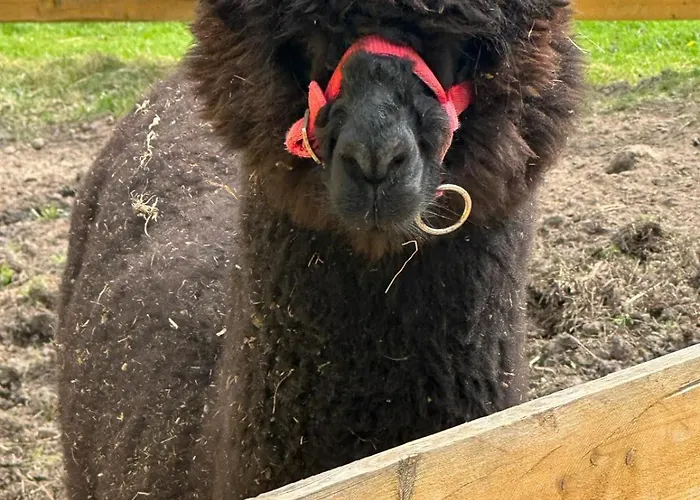 Apartmán Agroturystyka Alpaka Konradow