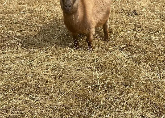 Apartmán Agroturystyka Alpaka Konradow Konradow (Lower Silesia)
