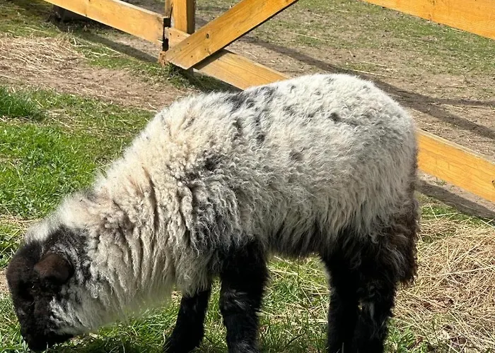 Agroturystyka Alpaka Konradow Konradow (Lower Silesia)