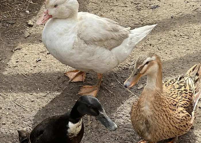 Apartmán Agroturystyka Alpaka Konradow *