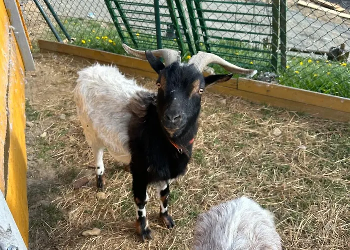 Apartmán Agroturystyka Alpaka Konradow