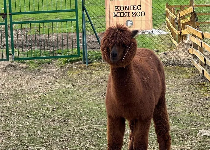 Agroturystyka Alpaka Konradow Konradow (Lower Silesia)