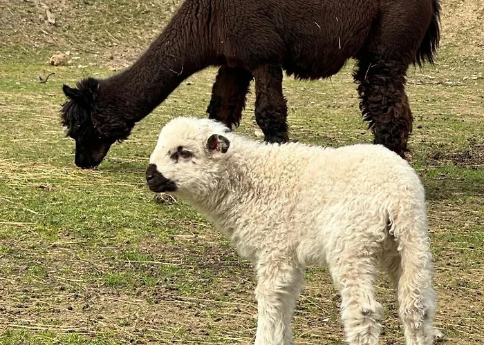 Apartmán Agroturystyka Alpaka Konradow *