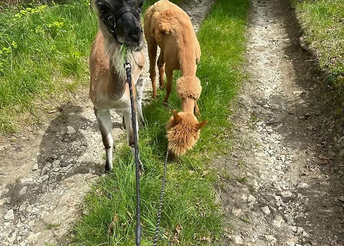 Apartmán Agroturystyka Alpaka Konradow Konradow (Lower Silesia)