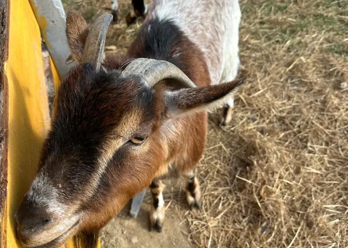 Agroturystyka Alpaka Konradow Konradow (Lower Silesia)