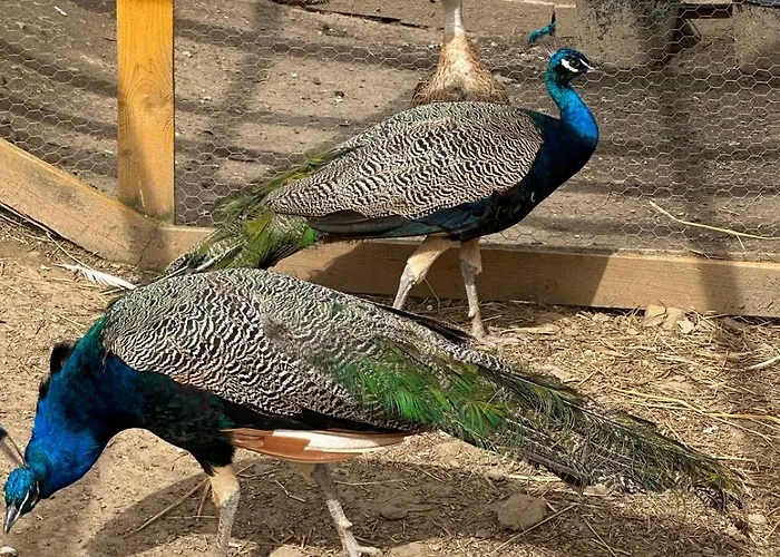 Agroturystyka Alpaka Konradow Konradow (Lower Silesia)