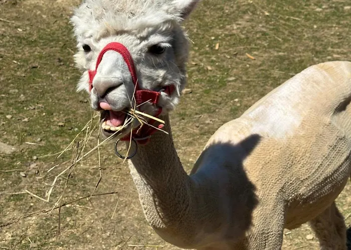 Agroturystyka Alpaka Konradow Konradow (Lower Silesia)