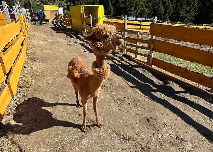 Agroturystyka Alpaka Konradow