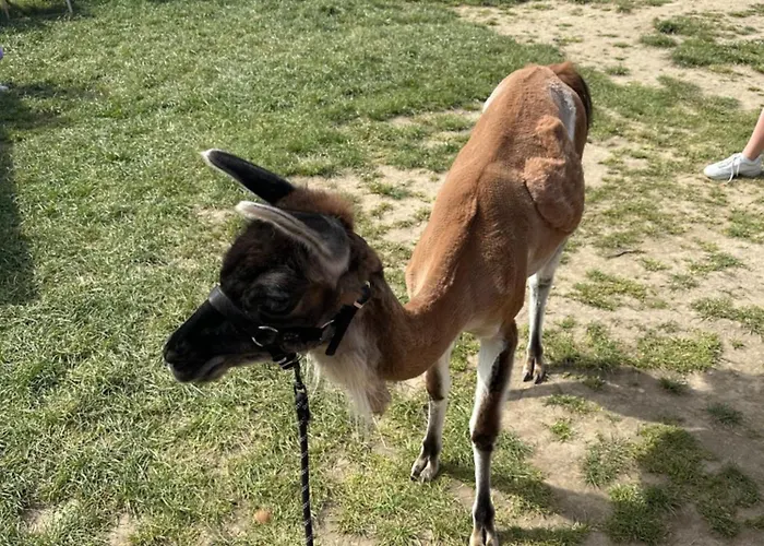 Agroturystyka Alpaka Konradow