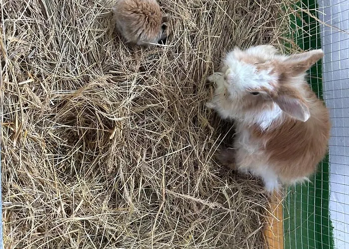 Agroturystyka Alpaka Konradow